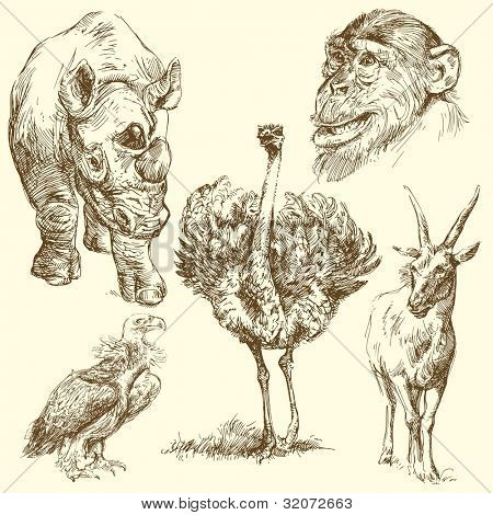 wild animals