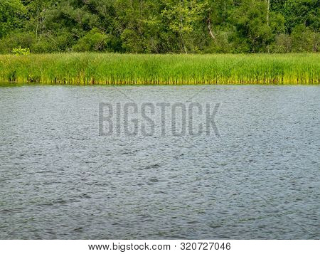Bulrushes On Lakeshore