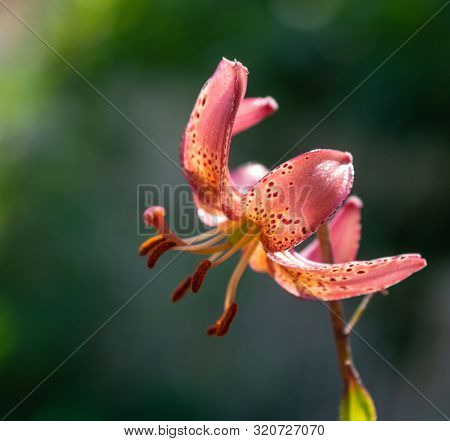 Colorful Day Lily