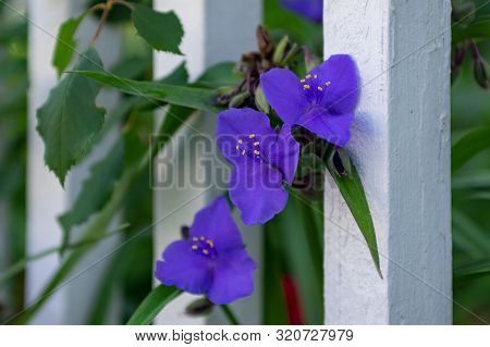 Flowers In White Pickett Fence