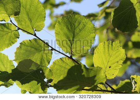 Common Alnus Leaf (alder Glutinosa) In Backlight