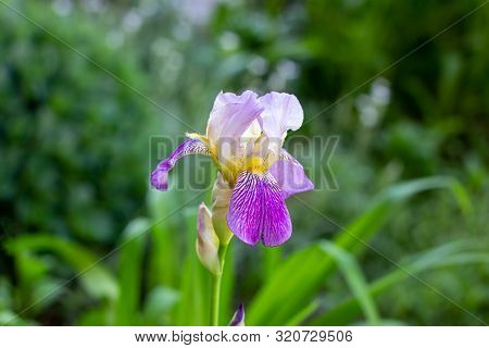 Purple, White, Blue And Violet Blooming Iris Xiphium (bulbous Iris, Sibirica) On Green Leaves Ang Gr