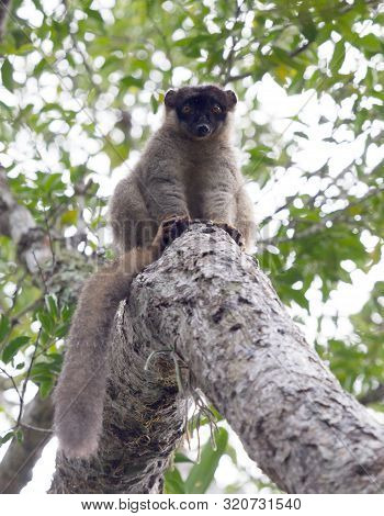 Wet Common Brown Lemur (eulemur Fulvus Fulvus)