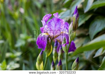 Purple, White, Blue And Violet Blooming Iris Xiphium (bulbous Iris, Sibirica) On Green Leaves Ang Gr