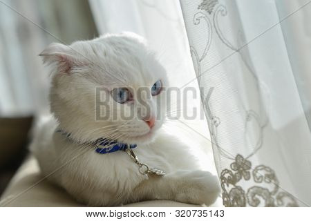 Cute white cat portrait in natural window light