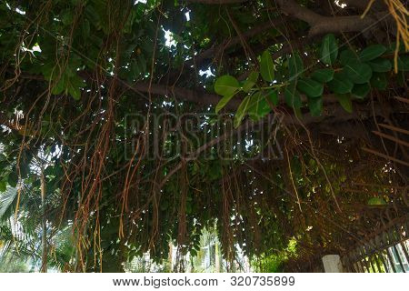 Branches Of An Old Ficus With Roots Hanging Over The Sidewalk, Shenzhen China