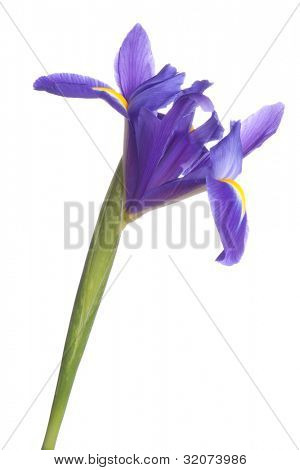 Blå iris eller blueflag blomst isoleret på hvid baggrund