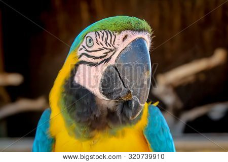 Portrait Or View Of A Macaw, Papagai