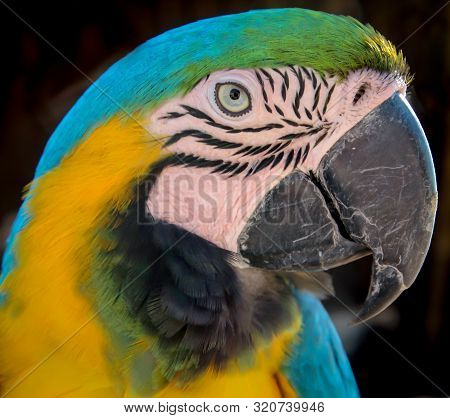 Portrait Or View Of A Macaw, Papagai
