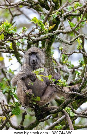Chacma Baboon, Papio Ursinus, Also Known As The Cape Baboon Feeding On Top Of The Tree. Chackma Is S