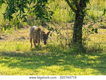 Coyote in the back yard on a sunny afternoon, with an apple it found under the tree, looking warily towards the house