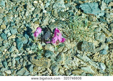 Oxytropis Anertii,  Genus Of Plants In The Legume Family,mongolia