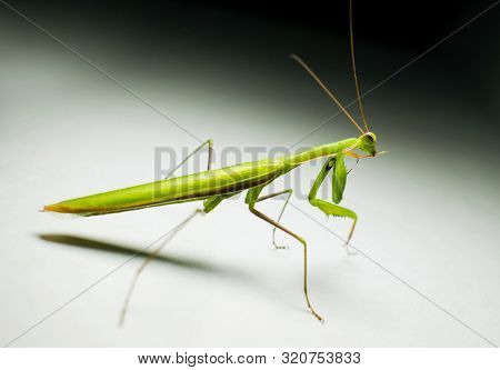 Mantids- Mantis- A Beautiful And Interesting Insect That Looks Like An Alien