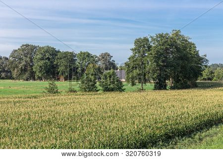 Dutch Countryside In Region Twente With Corn Field, Trees And Farmhouse