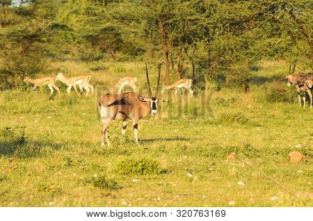 Orix With Impalas In The Savannah Of Samburu Park In Central Kenya In Africa