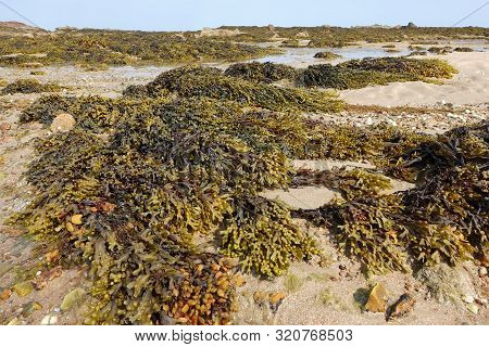 Piles Of Bladderwrack On A Beach In Jersey, Channel Islands At Low Tide