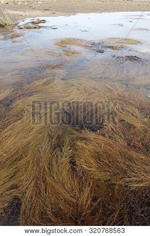The Invasive Seaweed Known As Japanese Weed Or Wire Weed