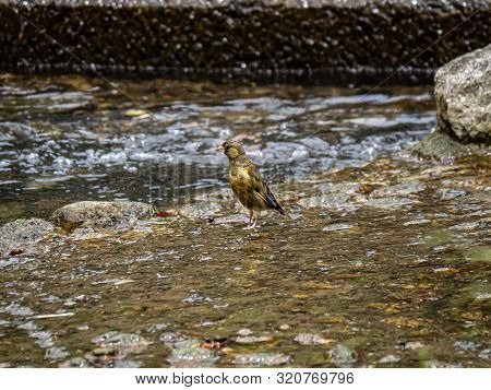 A Grey-capped Greenfinch Or Oriental Greenfinch, Chloris Sinica, Standing In A Shallow River In Sase