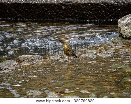 A Grey-capped Greenfinch Or Oriental Greenfinch, Chloris Sinica, Standing In A Shallow River In Sase