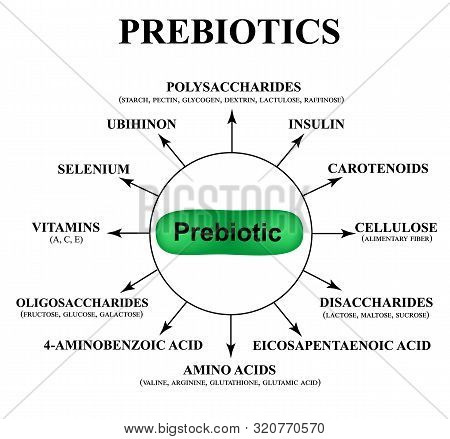 Substances Prebiotics. Food For Lactobacilli And Bifidobacteria. Infographics. Illustration On Isola