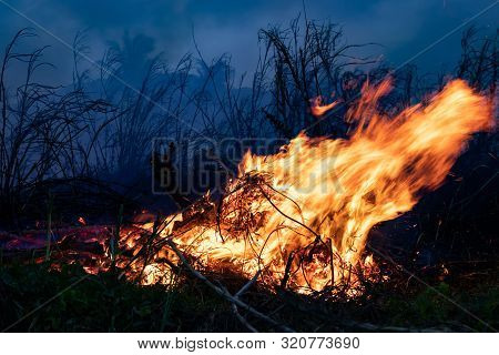 Forest Fire Bushes Are Burning, The Air Is Polluted With Smoke. Fire, Close-up. Deforestation Enviro