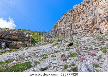 Beautiful View Of Idyllic Mountain Scenery. Three Sheeps In An Alpine Meadow With Summer Flowers In 