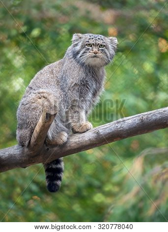 Pallas's Cat (otocolobus Manul). Manul Is Living In The Grasslands And Montane Steppes Of Central As
