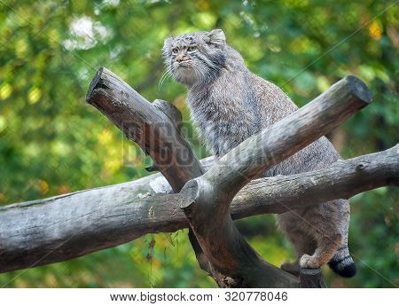 Pallas's Cat (otocolobus Manul). Manul Is Living In The Grasslands And Montane Steppes Of Central As