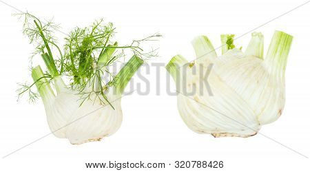 Two Ripe Florence Fennel Stalks (finocchio) Isolated On White Background