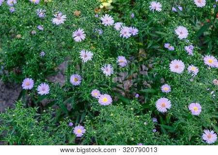 Astra Or New Belgian (symphyotrichum Novi-belgii) Beautiful Autumn Flower Bed