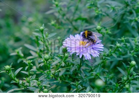 Astra Or New Belgian (symphyotrichum Novi-belgii) Beautiful Autumn Flower Bed