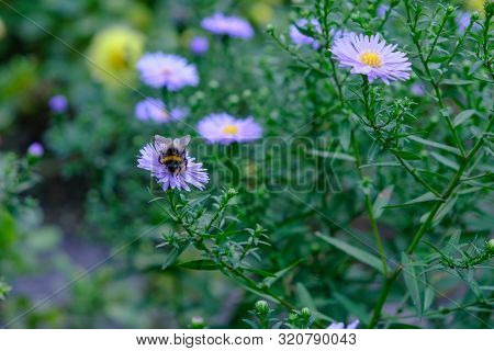 Astra Or New Belgian (symphyotrichum Novi-belgii) Beautiful Autumn Flower Bed
