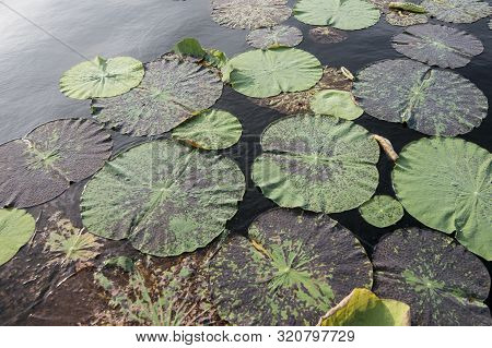 Cambodia Battambang Kamping Pouy Lake