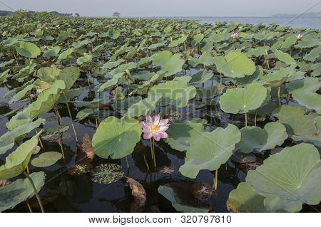 Cambodia Battambang Kamping Pouy Lake