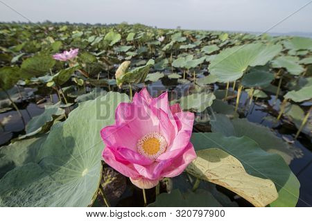 Cambodia Battambang Kamping Pouy Lake