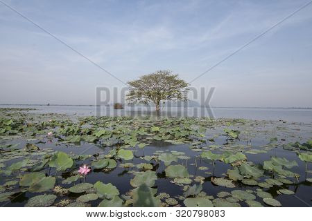 Cambodia Battambang Kamping Pouy Lake