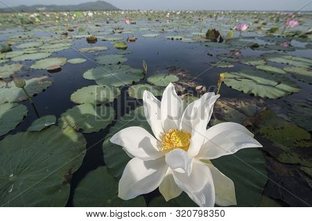 Cambodia Battambang Kamping Pouy Lake