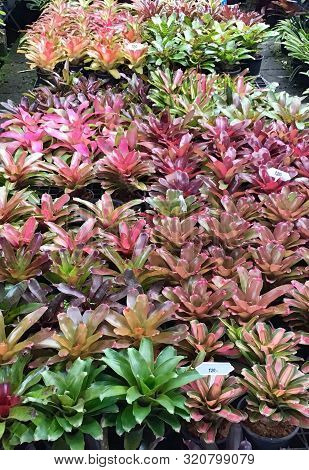 Row Of Beautiful Green And Purple Aechmea Fasciata Or Urn Plants At Flower Market For Home And Build