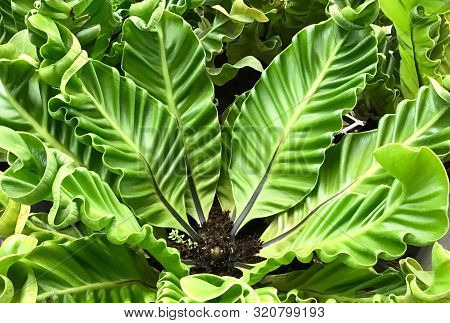 Bird's Nest Fern Or Asplenium Nidus Plant