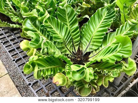 Bird's Nest Fern Or Asplenium Nidus Plant