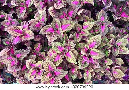 Flower And Plant, Beautiful Purple Coleus, Solenostemon, Plectranthus Scutellarioides, Solenostemon 