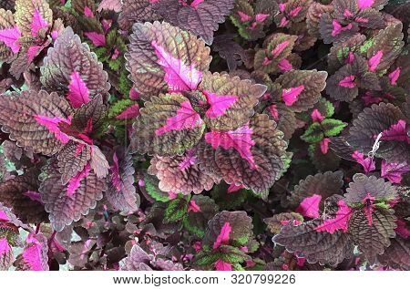 Flower And Plant, Beautiful Purple Coleus, Solenostemon, Plectranthus Scutellarioides, Solenostemon 