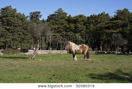 Mourek Pony