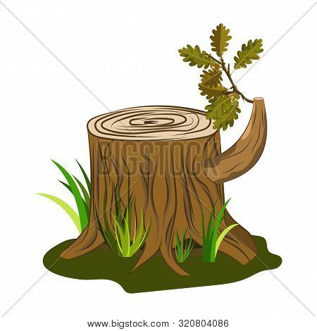 Oak Tree Stump Vector With Oak Acorn And Leaves Branch On It. Vector Image Isolated On White For Car