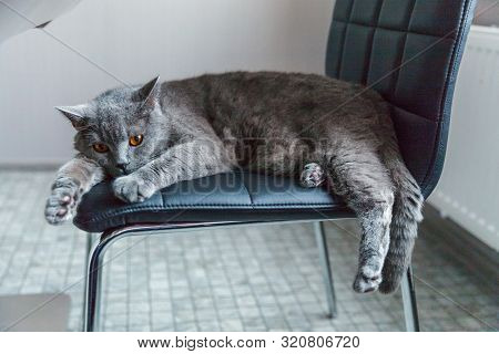 British Cat Sleeping On Black Modern Chair Indoor At Home. New Lovely Member Of Family Gray Kitten R