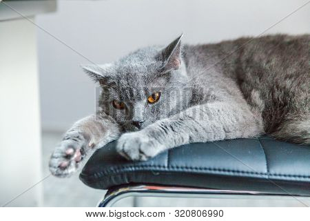 British Cat Sleeping On Black Modern Chair Indoor At Home. New Lovely Member Of Family Gray Kitten R