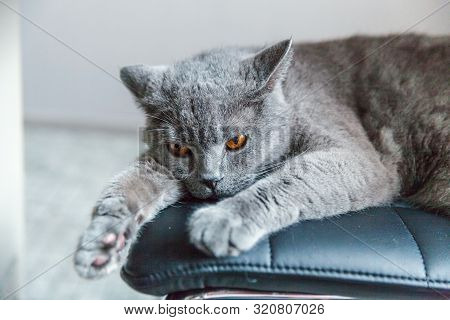 British Cat Sleeping On Black Modern Chair Indoor At Home. New Lovely Member Of Family Gray Kitten R