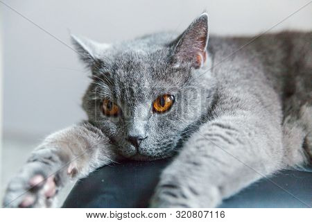 British Cat Lying On Black Modern Chair Indoor At Home. New Lovely Member Of Family Gray Kitten Rest
