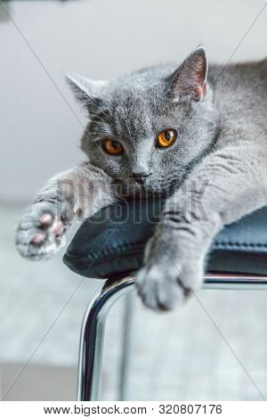 British Cat Lying On Black Modern Chair Indoor At Home. New Lovely Member Of Family Gray Kitten Rest