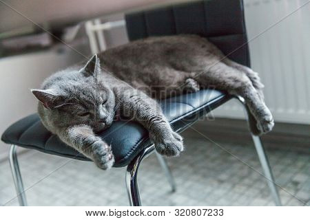 British Cat Sleeping On Black Modern Chair Indoor At Home. New Lovely Member Of Family Gray Kitten R